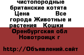 чистопородные британские котята › Цена ­ 10 000 - Все города Животные и растения » Кошки   . Оренбургская обл.,Новотроицк г.